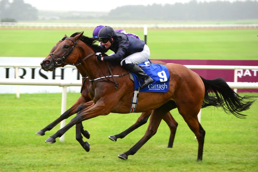  Rhododendron( goracing.ie)